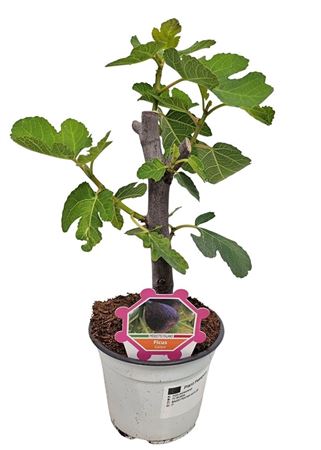 Ficus Carica Bush