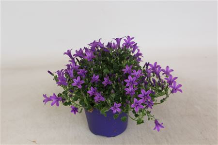 Колокольчик Донкер Паарс Портеншлагиана Косеа Крис