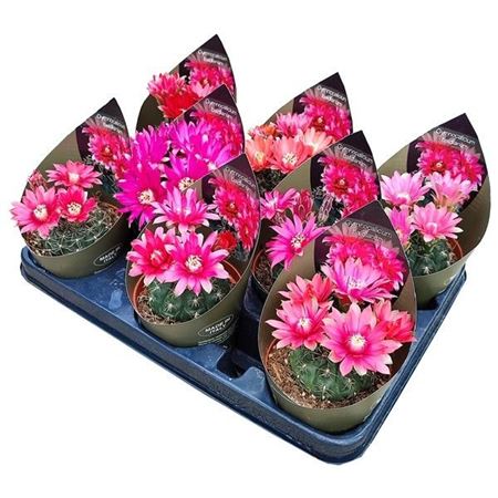 Gymnocalycium Baldianum Potcover (cact