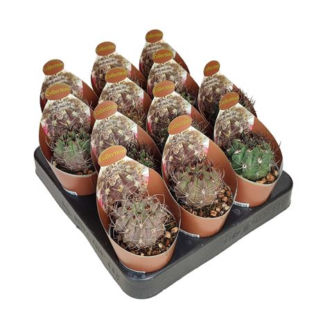 Neoporteria Paucicostata Potcover
