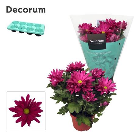 Chrys Margarita Purple (decorum)