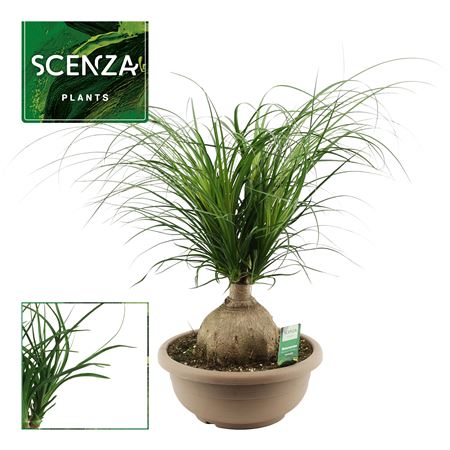 Beaucarnea Bol 30 Cm