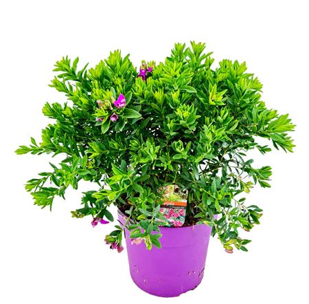 Polygala Myrtifolia Bush