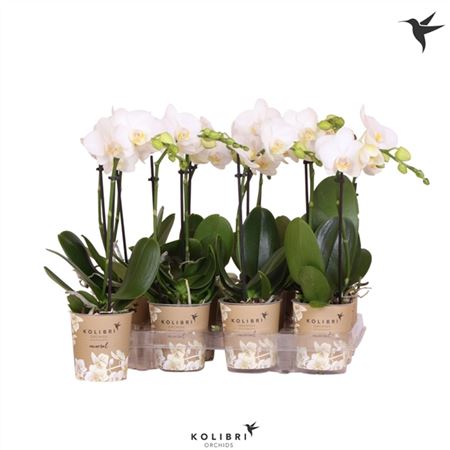 Phal Little Kolibri 1st Amabilis 10+ (ok)