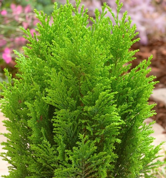 Кипарисовик лавсона Элвудс Голд Пиллар