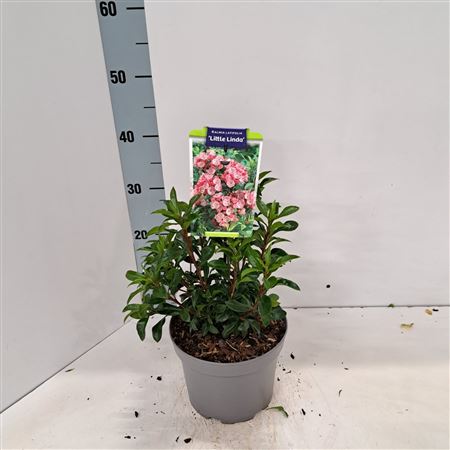 Kalmia Lat Little Linda