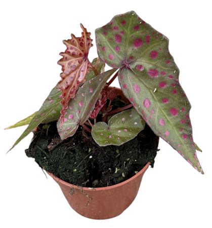 Begonia Amphioxus X Malachosticta