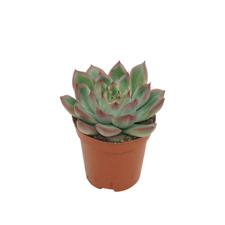 Echeveria Skat 5,5 Cm