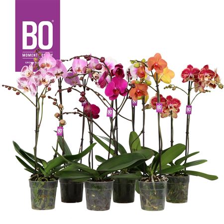 Phal 2st Funda Bo Mix 13+ (opti)
