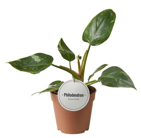 Philodendron White Princess B Grade