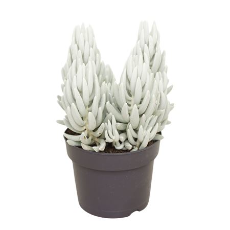 Senecio Mont Blanc 8,5 Cm