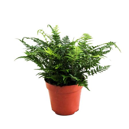 Athyrium Spicatum