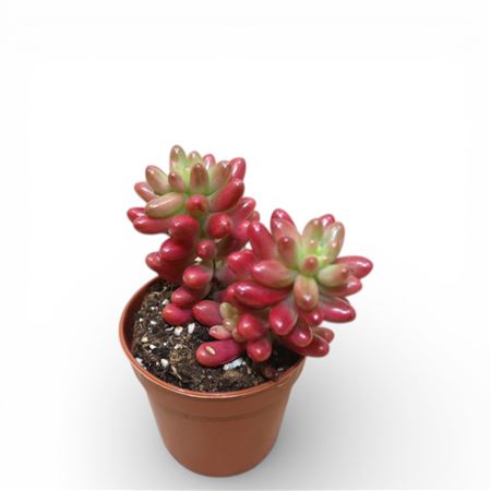 Sedum Rubrotinctum (aurora) (pink)