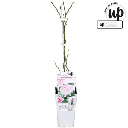 Rosa Climbing Crazy In Love Pink