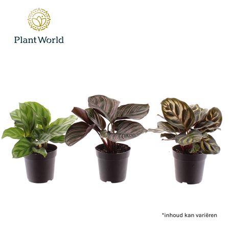 Calathea Mix (decorum)