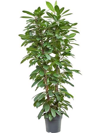 Ficus Cyathistipula 2pp