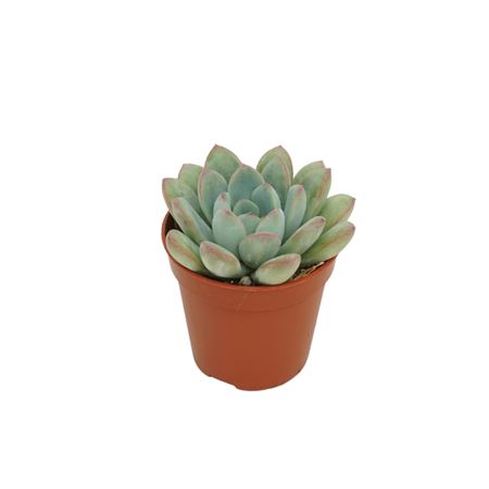 Echeveria Morning Dew
