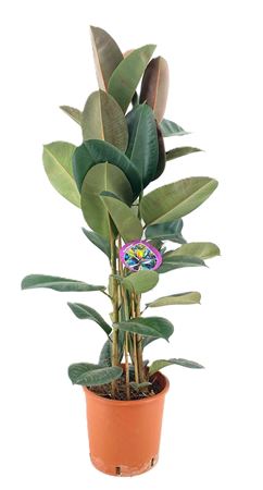 Ficus El Robusta 3pp + Watermeter