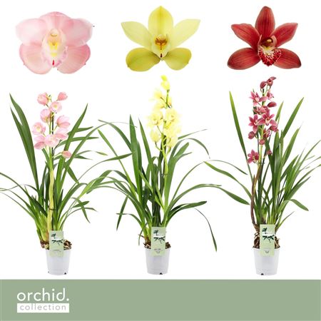 Cymbidium 1st Mix