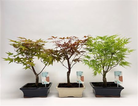 Bonsai Mix Landscape
