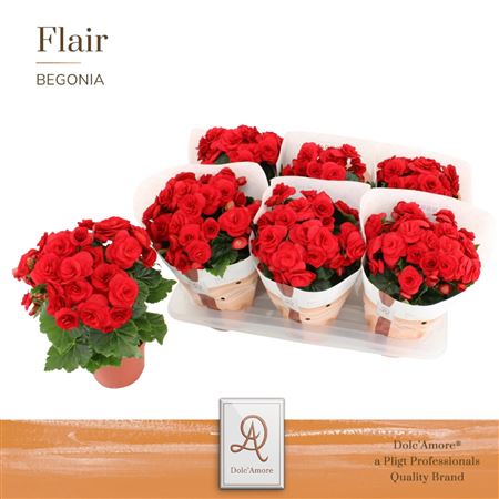 Begonia Red (dolc'amore)