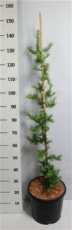 Larix Kaempf Diana