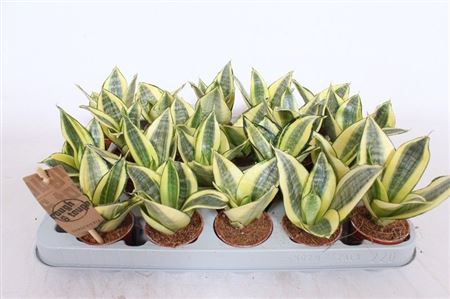 Sansevieria Golden Hahnii