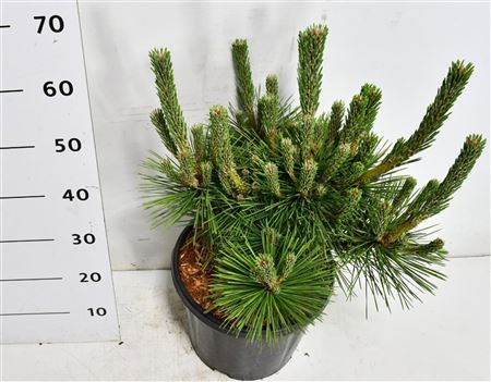 Pinus Thunb Sayonara