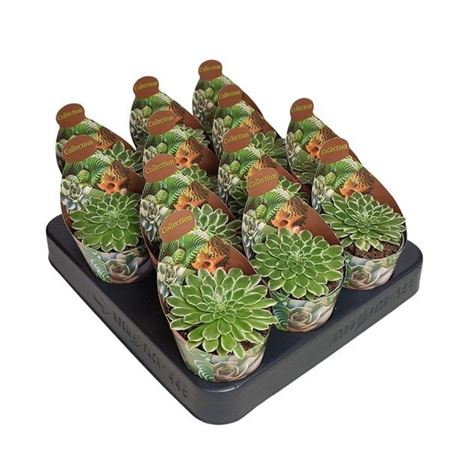 Aeonium Emerald Ice Variegato Potcover