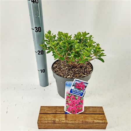 Rhodo Kermesina