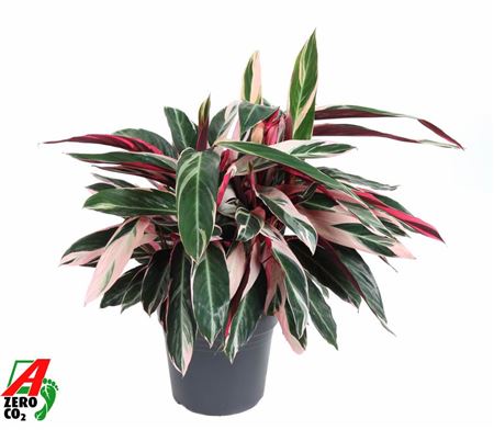 Calathea Stromante Triostar