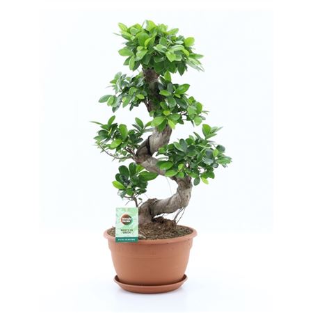 Ficus Ginseng S-type
