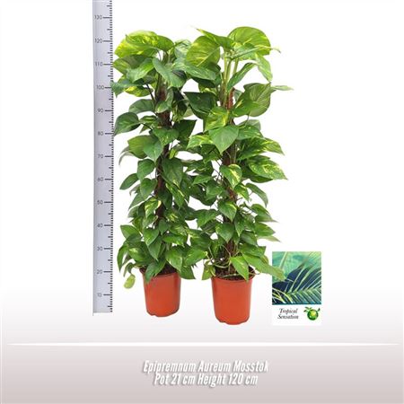 Epipremnum Aureum On Moss Pole
