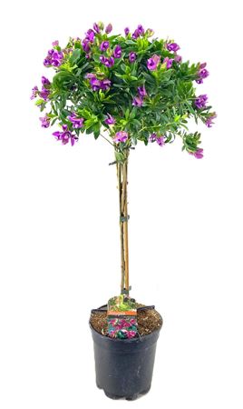 Polygala Myrtifolia On Stem