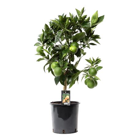 Citrus Red Orange On Stem