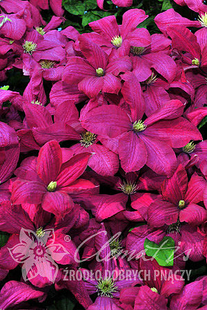 Клематис гибридный Криспина