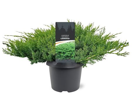 Juniperus Davurica Leningrad