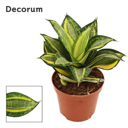 Sansevieria Hahnii Jade Multicolor (decorum)