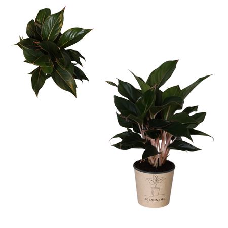 Aglaonema Sapphire