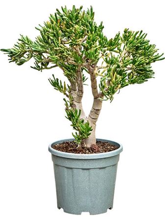 Crassula Ovata 'hobbit' (80-90)