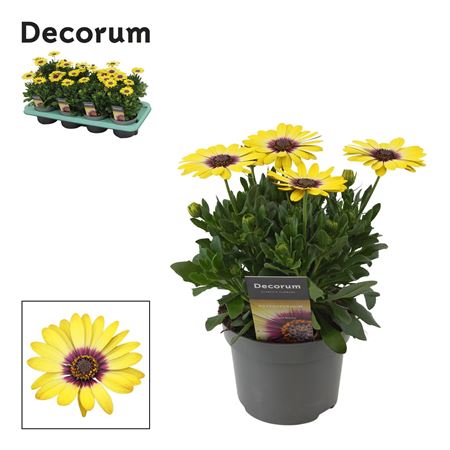 Osteospermum Blue Eyed Beauty (decorum)