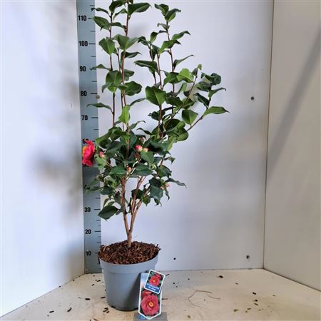 Camellia Jap Dr King