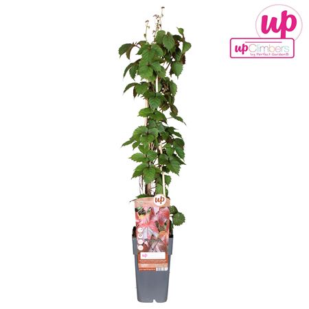Parthenocissus Tricuspidata Veitch Boskoop