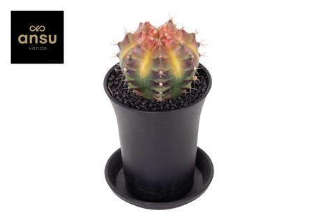 Gymno Cactus'wheel