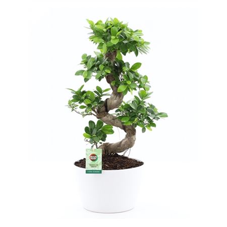 Ficus Ginseng S-type In Wit Keramiek Met Bark