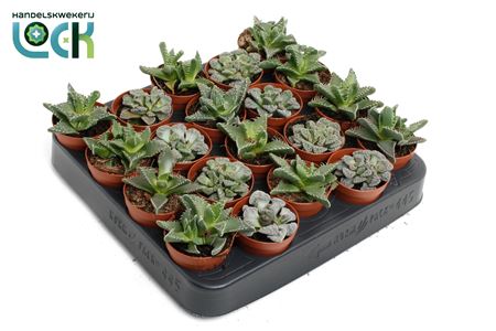 Faucaria Titantinopsis Mix
