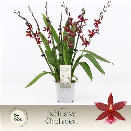 Barrocco Red 7st Exclusiva Orchidea