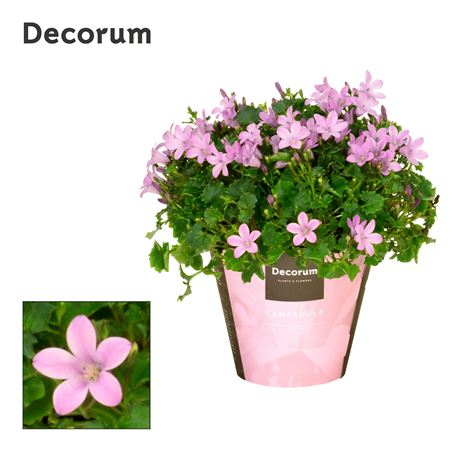 Campanula Porto Pink Decorum
