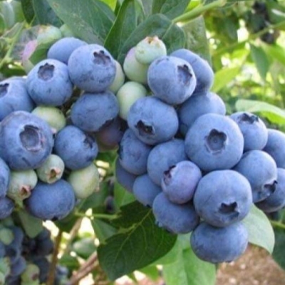 Голубика высокорослая Бонус