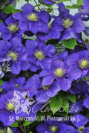 Клематис гибридный Генерал Сикорски